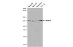 HDAC4 Antibody in Western Blot (WB)