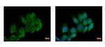 ATP6V0A4 Antibody in Immunocytochemistry (ICC/IF)