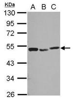 PSMC3 Antibody in Western Blot (WB)