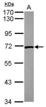 Lamin B2 Antibody in Western Blot (WB)