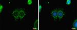 CABC1 Antibody in Immunocytochemistry (ICC/IF)