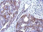 CABC1 Antibody in Immunohistochemistry (Paraffin) (IHC (P))