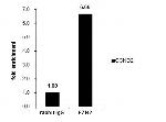 EZH2 Antibody in ChIP Assay (ChIP)