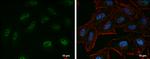 EZH2 Antibody in Immunocytochemistry (ICC/IF)