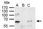 YY1 Antibody in Immunoprecipitation (IP)