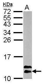 ROC1 Antibody in Western Blot (WB)