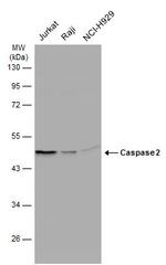 Caspase 2 Antibody in Western Blot (WB)