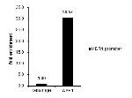 APE1 Antibody in ChIP Assay (ChIP)