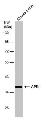 APE1 Antibody in Western Blot (WB)