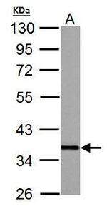 APE1 Antibody in Western Blot (WB)