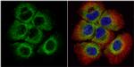 BID Antibody in Immunocytochemistry (ICC/IF)