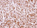 BID Antibody in Immunohistochemistry (Paraffin) (IHC (P))