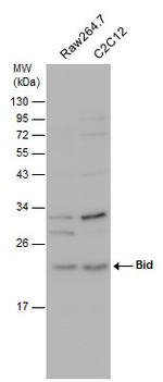 BID Antibody in Western Blot (WB)