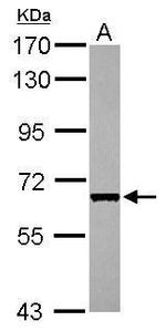 Cdc45L Antibody in Western Blot (WB)