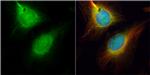 Cdc45L Antibody in Immunocytochemistry (ICC/IF)