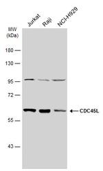 Cdc45L Antibody in Western Blot (WB)