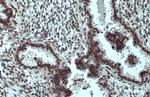 SP1 Antibody in Immunohistochemistry (Paraffin) (IHC (P))