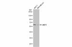 AKT1 Antibody in Western Blot (WB)