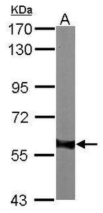 AKT1 Antibody in Western Blot (WB)