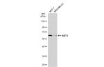 AKT1 Antibody in Western Blot (WB)