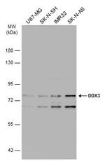 DDX3 Antibody in Western Blot (WB)