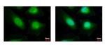 HAT1 Antibody in Immunocytochemistry (ICC/IF)