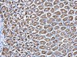 PPT1 Antibody in Immunohistochemistry (Paraffin) (IHC (P))