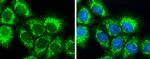 SLC25A22 Antibody in Immunocytochemistry (ICC/IF)