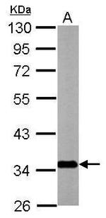 SLC25A22 Antibody in Western Blot (WB)