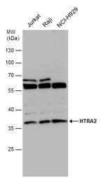 HTRA2 Antibody in Western Blot (WB)