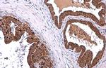 ALDH1A3 Antibody in Immunohistochemistry (Paraffin) (IHC (P))