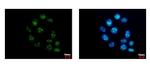 GTPBP4 Antibody in Immunocytochemistry (ICC/IF)