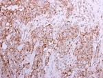 Sortilin Antibody in Immunohistochemistry (Paraffin) (IHC (P))