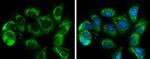 SLC25A6 Antibody in Immunocytochemistry (ICC/IF)