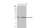 SLC25A6 Antibody in Western Blot (WB)