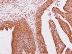 APC10 Antibody in Immunohistochemistry (Paraffin) (IHC (P))