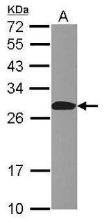 APC10 Antibody in Western Blot (WB)