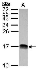 NDUFB4 Antibody in Western Blot (WB)