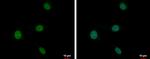 PLZF Antibody in Immunocytochemistry (ICC/IF)