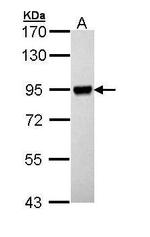 RSK1 Antibody in Western Blot (WB)