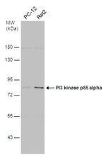 PI3K p85 alpha Antibody in Western Blot (WB)