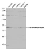 PI3K p85 alpha Antibody in Western Blot (WB)