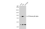 PI3K p85 alpha Antibody in Western Blot (WB)