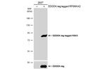 RSK3 Antibody in Western Blot (WB)