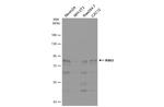 RSK3 Antibody in Western Blot (WB)