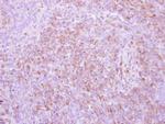 pro-EGF Antibody in Immunohistochemistry (Paraffin) (IHC (P))