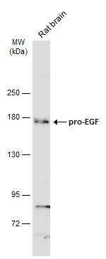 pro-EGF Antibody in Western Blot (WB)