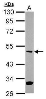 MEK5 Antibody in Western Blot (WB)