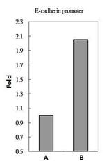 SMAD2 Antibody in ChIP Assay (ChIP)