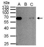 SMAD2 Antibody in Immunoprecipitation (IP)